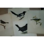 Eric Malius: 12 unframed coloured pencil drawings of various birds, 19x27cm