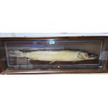 A stuffed pike in wall hanging cabinet, reputedly caught in Corrib Lake, Galway, length of fish 78