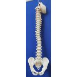 A modern surgical model of a human spine and pelvis, 90cm