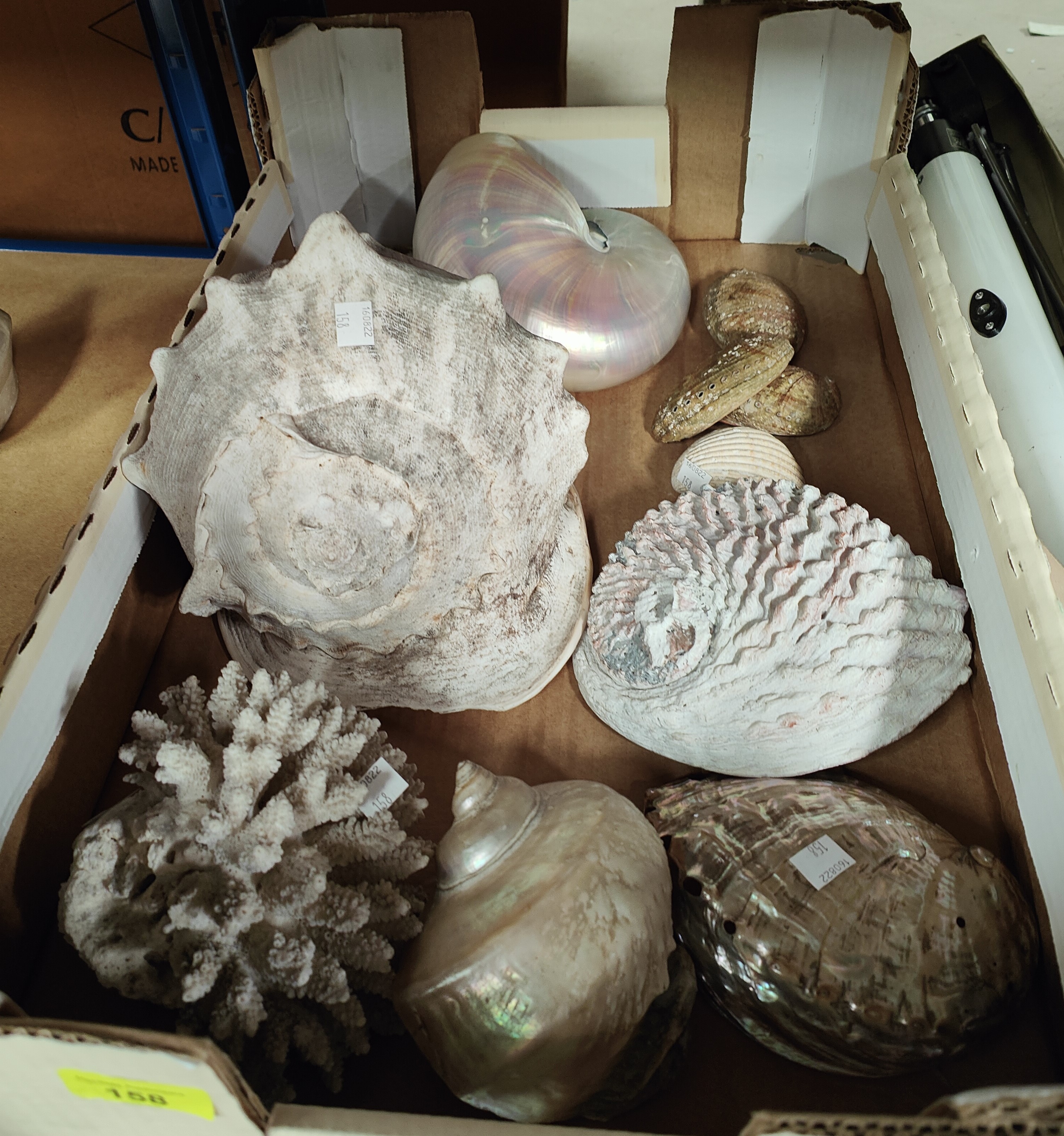 A large Conch shell and other shells and a fossil