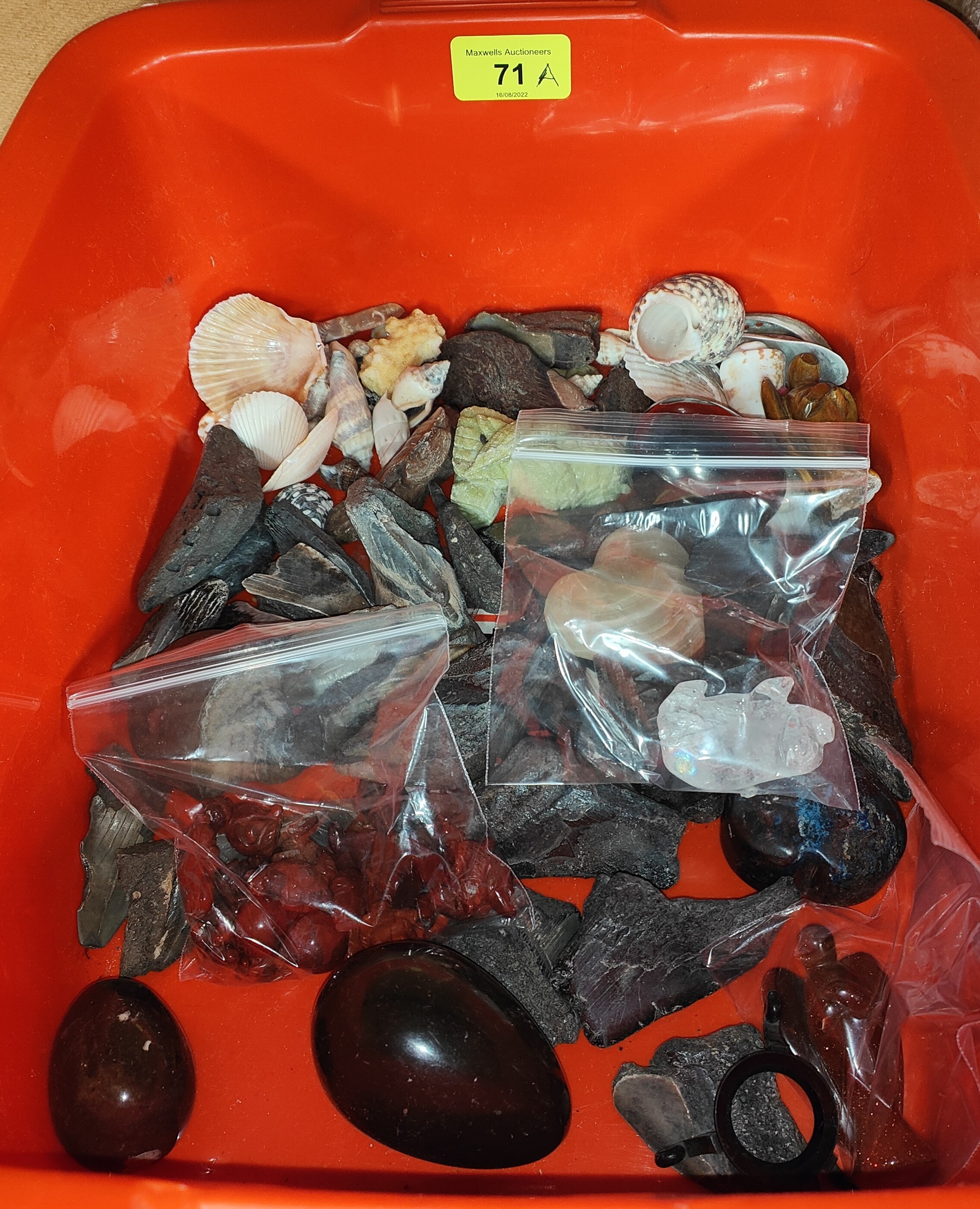 A collection of fossils; shells; polished stone items