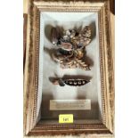 A framed open pea pod and pine cone and floral wooden carvings in gilt with interesting