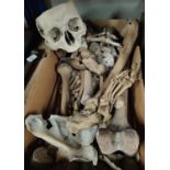 A medical school human part skeleton