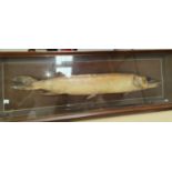 Taxidermy - a fishing trophy. pike in glass cabinet