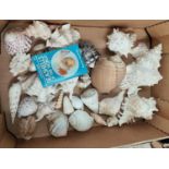 A selection of large shells, conch shells etc.