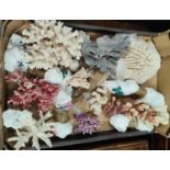 A collection of 12 large pieces of natural coral of different shapes, colours etc.