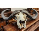 A South African Cape Buffalo Skull and Horns, unmounted hunting trophy, tip to tip horn length 55cm,