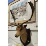 A stag's head taxidermy on shield mount, overall height 92cm, width 56cm