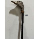 A hazel walking stick with Taxidermy duck head handle. 50½' long