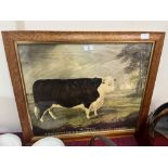 A framed print of a prize Hereford bull. 20' x 24'