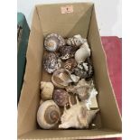 A box of seashells