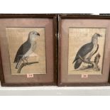 AFTER ELEAZAR ALBIN Fl. 1690-1942 A pair of framed ornothological prints 10' x 8'