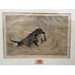 GEORGE VERNON STOKES. BRITISH 1873-1954 A gun dog retrieving a duck. Signed in pencil and numbered