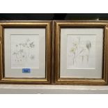 MELANIE PERKINS. BRITISH CONTEMPORY Primroses; Wood anemone and Moschatel. A pair. Pencil and
