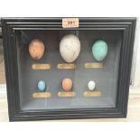 Six artificial models of birds eggs in a box frame. 12½' wide