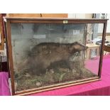 Vintage Taxidermy. A cased badger, the animal presented in a naturalistic verdant setting with