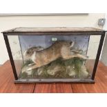 Vintage Taxidermy. A cased mountain hare, the animal presented on a rocky ground with ferns and