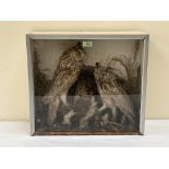 Vintage Taxidermy. A cased pair of long eared owls, the birds presented in a naturalistic verdant