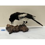 A Taxidermy magpie, the bird mounted on a naturalistic wood base