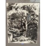 20TH CENTURY SCHOOL A woodland scene. Pastel on paper 30½' x 22½'