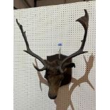 A mounted taxidermy stag head. Antler span 19'