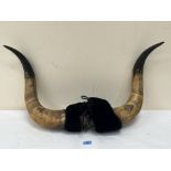 A pair of bovine horns. 29' between horn tips