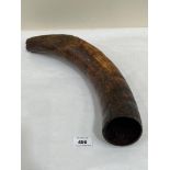 An antique bovine horn, 17' long approx.