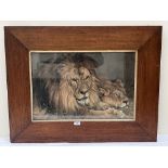 AFTER EDWIN LANDSEER A print of lion and lioness in oak frame. The frame 29½' x 38'