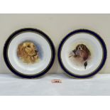 A pair of plates painted with a retriever or a spaniel with mallard by Leighton (Worcester