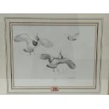 PHILIP RICKMAN. BRITISH 1891-1982 Lapwings in Flight . Signed. Pencil drawing 11½' x 15'