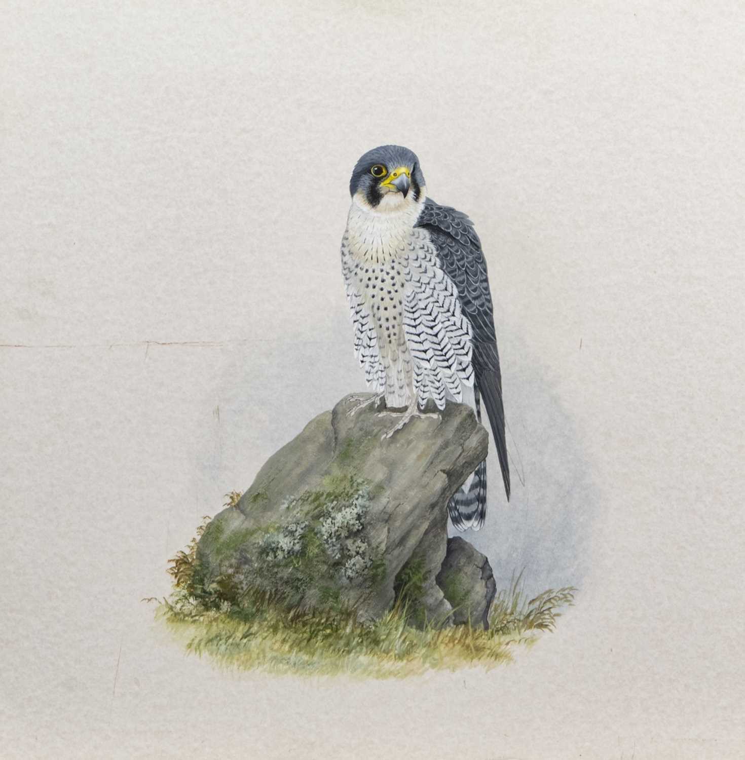 FALCON STUDY, A GOUACHE BY EVE COOTE