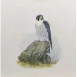 FALCON STUDY, A GOUACHE BY EVE COOTE