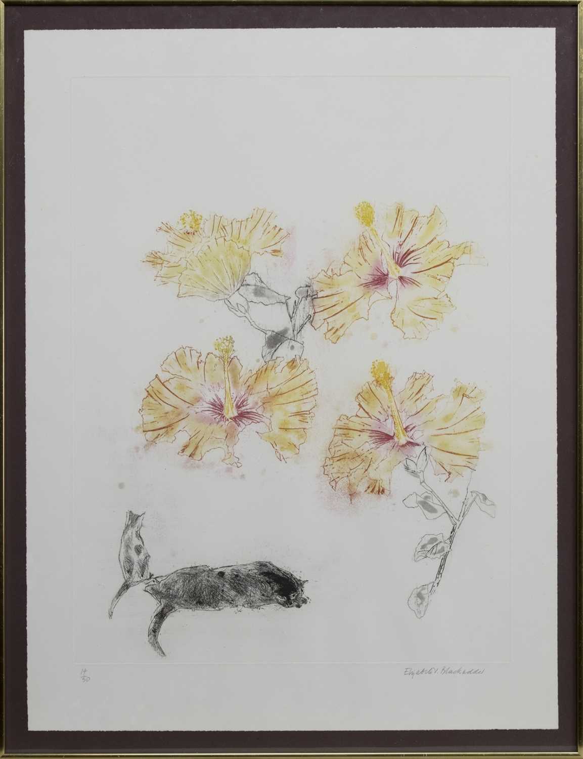 HIBISCUS AND CATS, AN ETCHING BY ELIZABETH BLACKADDER