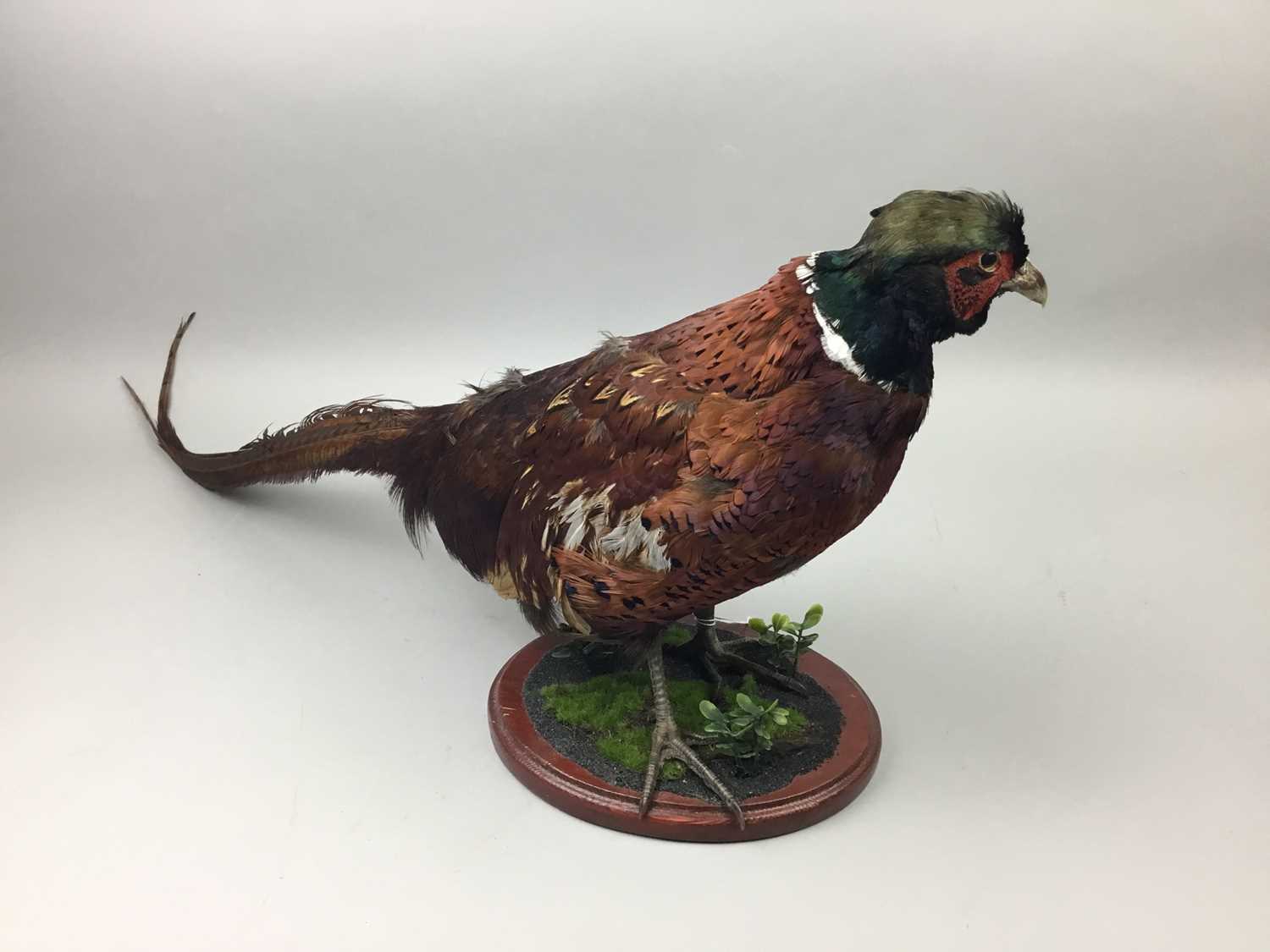 A TAXIDERMY PHEASANT - Image 2 of 2