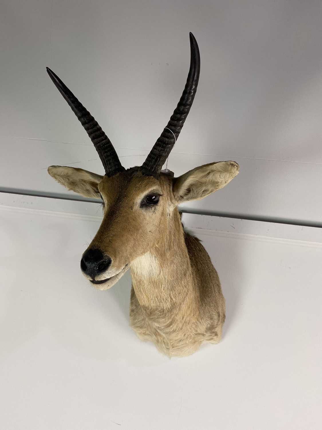 A TAXIDERMY ANTELOPE HEAD