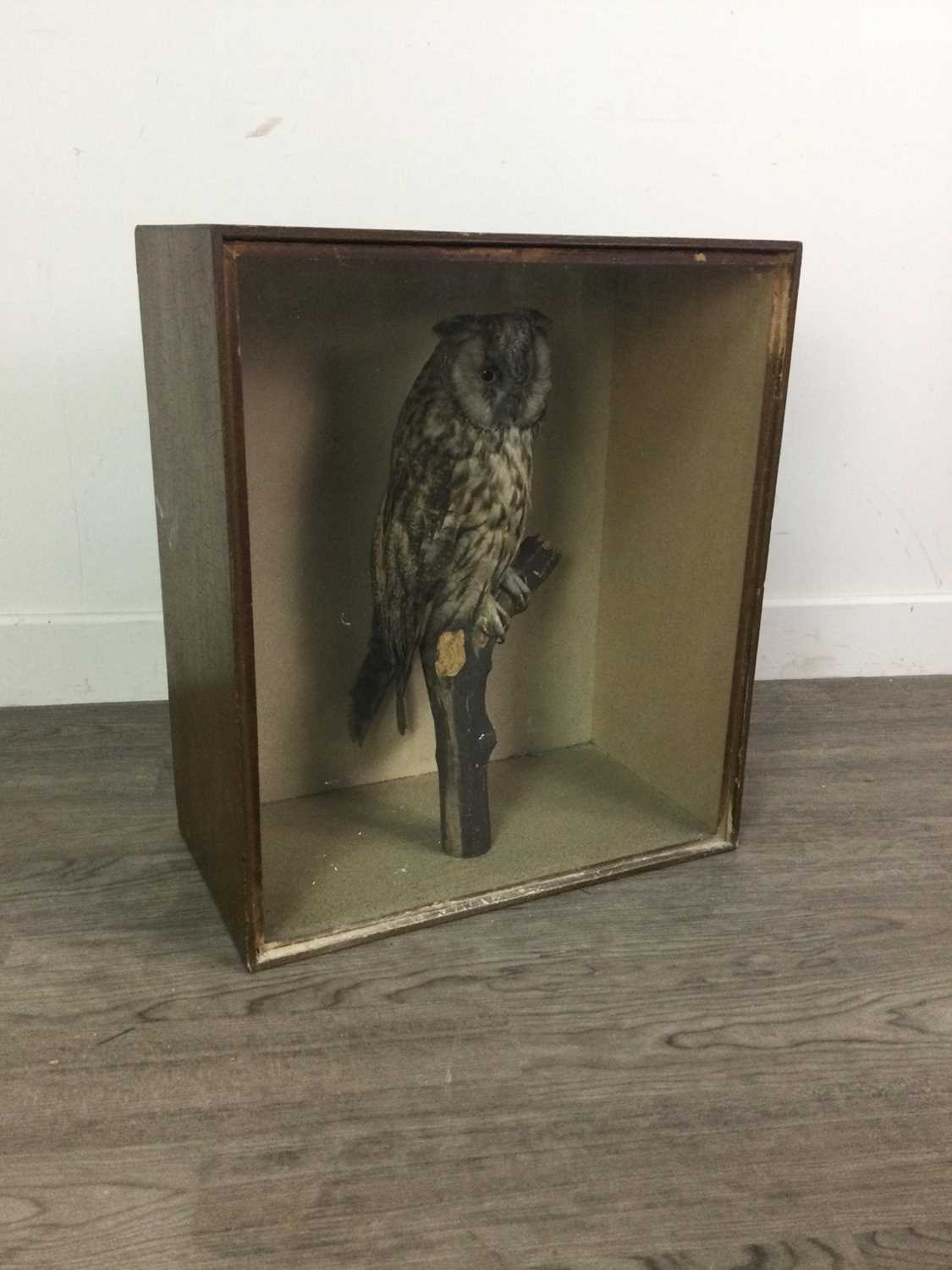 A TAXIDERMY LONG EARED OWL (ASIO OTUS)