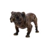 AN EARLY 20TH CENTURY AUSTRIAN COLD PAINTED BRONZE BULLDOG