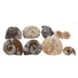 NINE FOSSILISED AMMONOID SPECIMENS