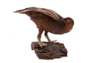 A TAXIDERMY RED GROUSE