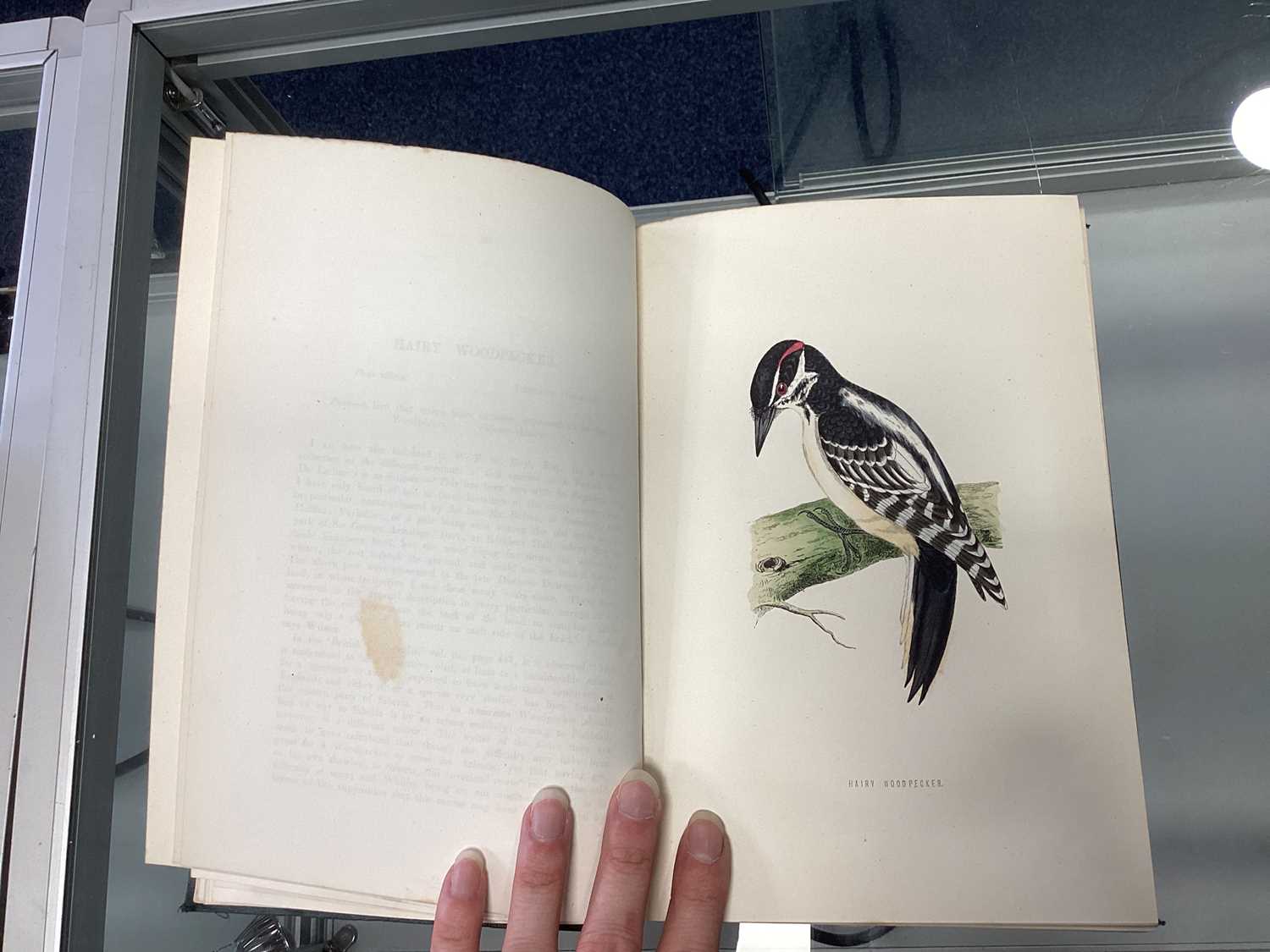 A HISTORY OF BRITISH BIRDS, MORRIS (REV. F.O.) - Image 15 of 53