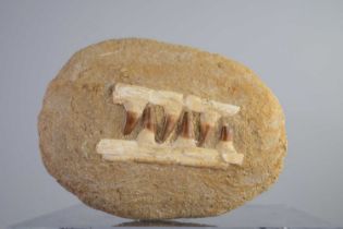 A FOSSILISED MOSASAUR PARTIAL JAW
