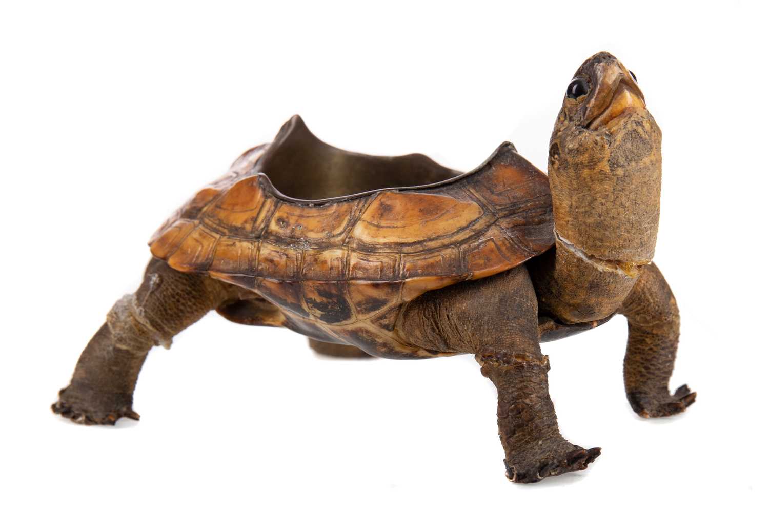 AN EARLY 20TH CENTURY TORTOISE TAXIDERMY ASHTRAY - Image 2 of 3