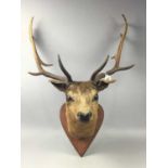 A TAXIDERMY FALLOW DEER HEAD