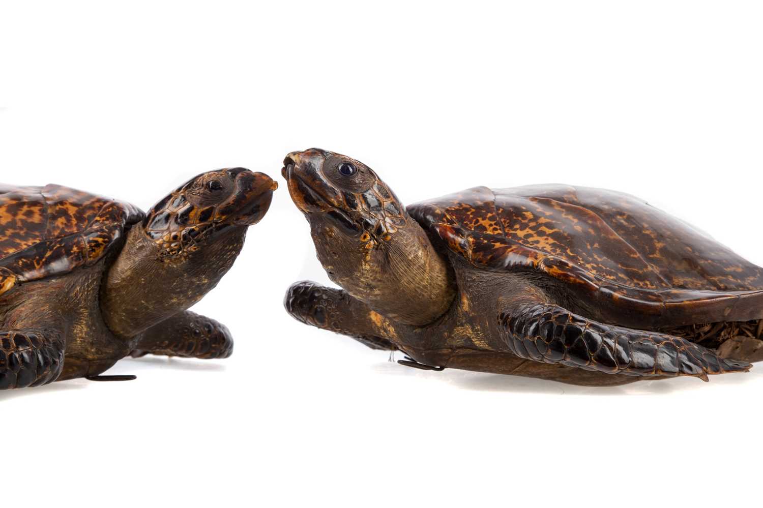 A PAIR OF TAXIDERMY HAWKSBILL TURTLES