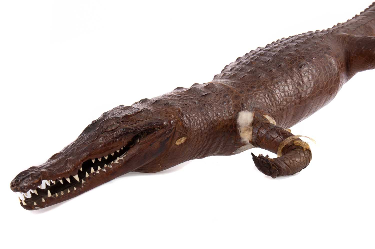 A TAXIDERMY CAIMAN CROCODILE - Image 2 of 22