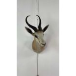 A TAXIDERMY GAZELLE BUST