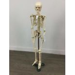 A 20TH CENTURY RESIN TEACHING MODEL OF A HUMAN SKELETON