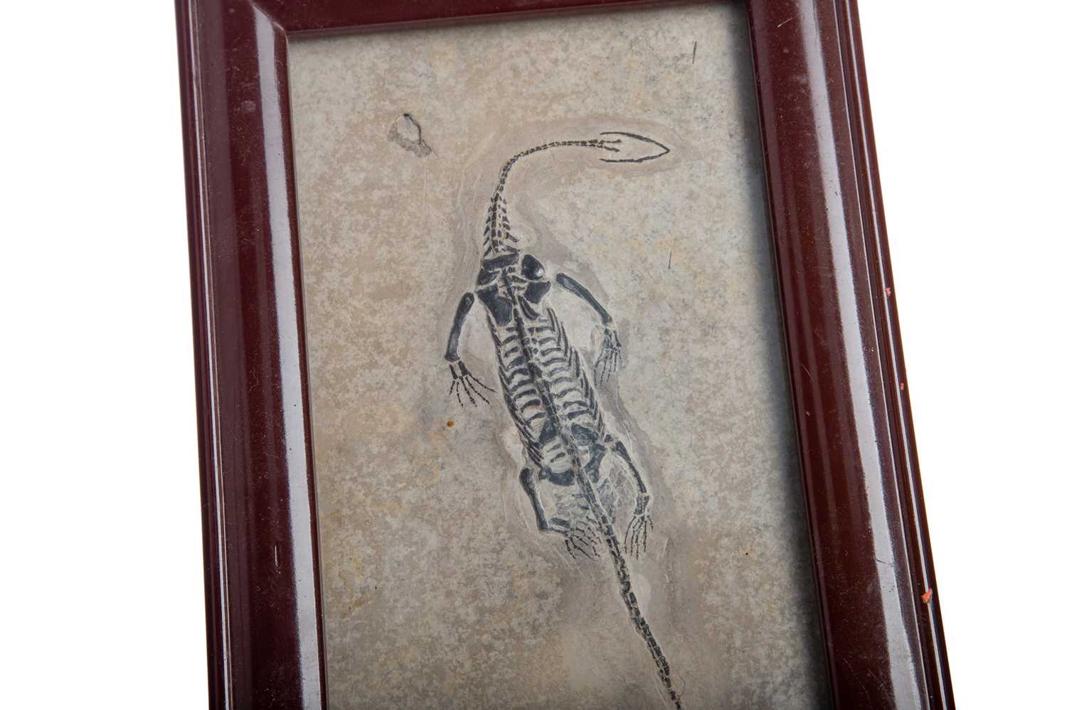 A FOSSILISED KEICHOUSAUR SKELETON - Image 2 of 2