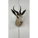 A TAXIDERMY GAZELLE BUST