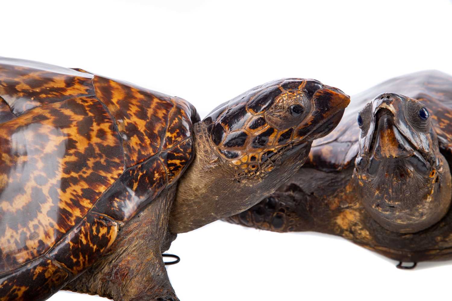 A PAIR OF TAXIDERMY HAWKSBILL TURTLES - Image 3 of 3